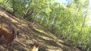 Как орет лиса  Пришла лиса и орет