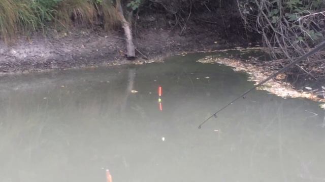 РЫБАЛКА в ДИКОМ БОЛОТЕ. КАРПИК на ПОПЛАВОК! смотреть онлайн