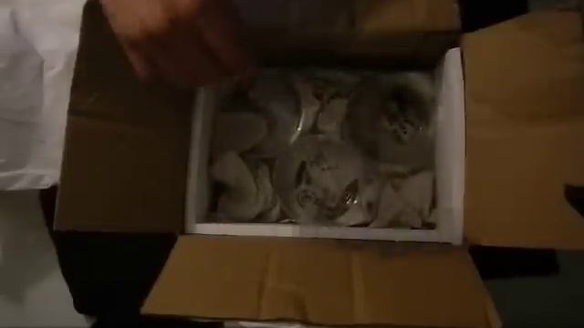 Unboxing Leopard Geckos from Wild West Reptile смотреть онлайн