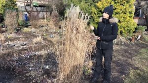 Мискантус китайский сорт Malepartus