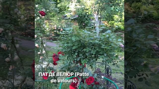 Покупка роз (питомник Валентины Мещеряковой) смотреть онлайн