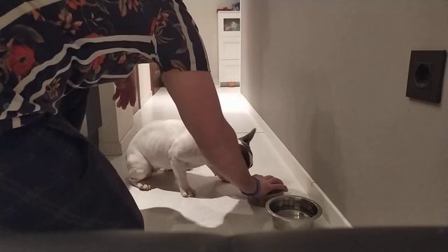 Французкий бульдог Коби, выполняет команды перед едой/french bulldog executes commands before eatin смотреть онлайн