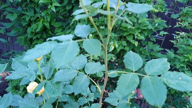 Розы 30 06 22: Минерва, Леди Эмма Гамильтон, Голден Селебрейшн, Лаваглут. смотреть онлайн