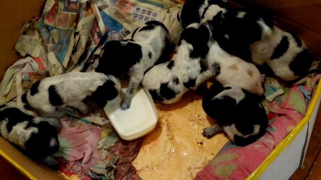 щенки русский спаниель первый прикорм смотреть онлайн