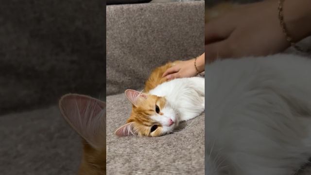 ? Я помогла этой коте найти дом #обзор смотреть онлайн