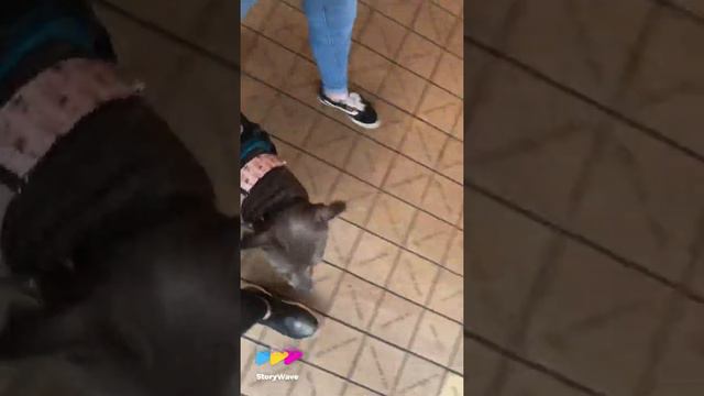 Storm the pitbull Service Dog in training takes on Pike place/down town Seattle 🐕🦺🦄 смотреть онлайн