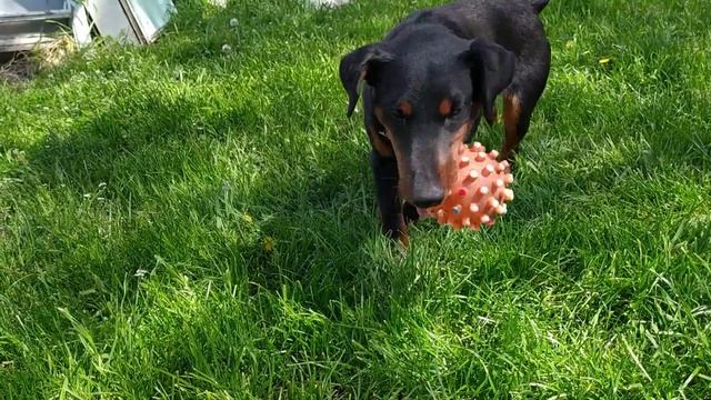 Ягдтерьер.Из личного опыта о ПОРОДЕ от А до Я