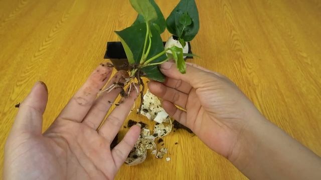 Propagation Of Anthurium From Leaves, Planting Anthurium In Eggs 100% Success