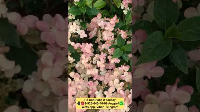 НОВИНКА. HYDRANGEA paniculata POLESTAR (R) 'Berg14' cov настоящий хит 2022 самая ранняя Гортензия смотреть онлайн