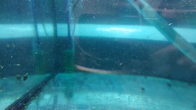 Мальки тернеции Glofish кормление артемией 7 день