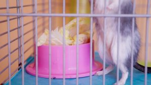 Живой звук хомяка. Как говорят хомяки.