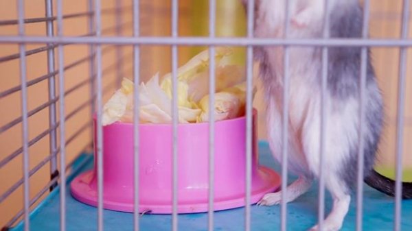 Живой звук хомяка. Как говорят хомяки.