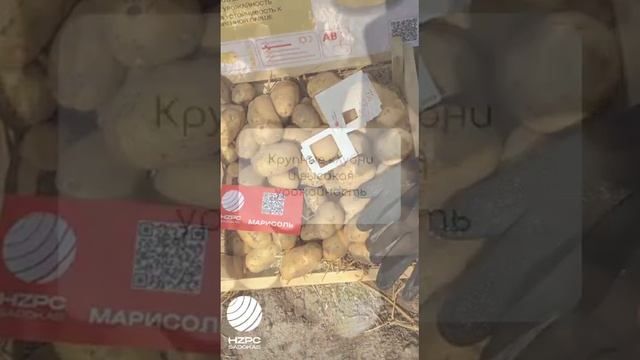 новинка! сорт Марисоль! #картофель#potato#shorts смотреть онлайн