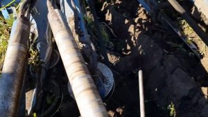 Уборка моркови комбайном Asalift