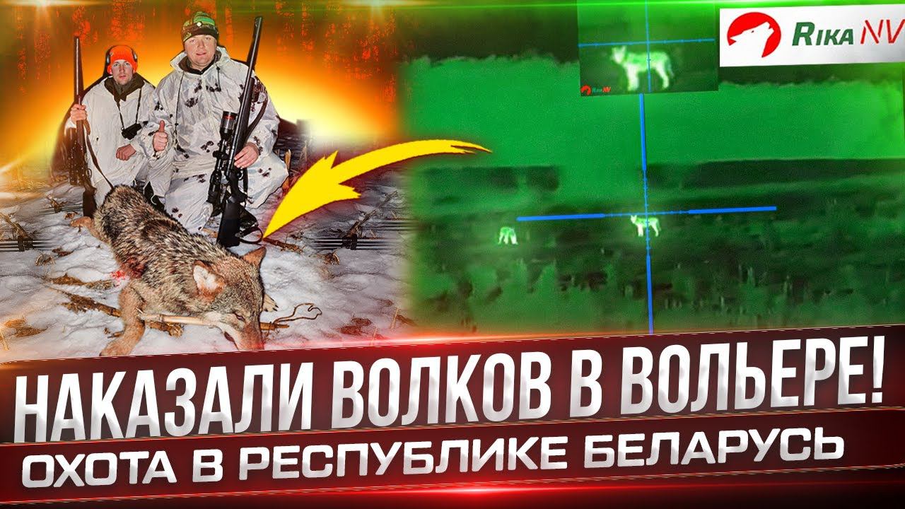 Наказали волков! Охота на волков в Беларуси с Олегом Крупицей. смотреть онлайн