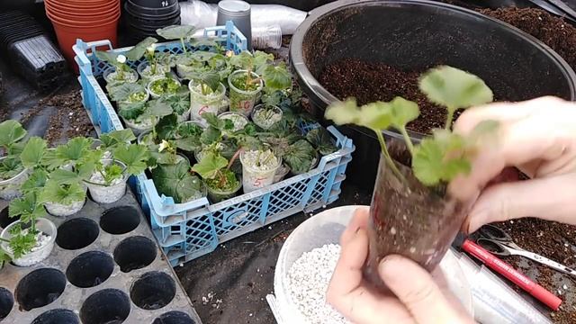 Результаты черенкования в перлит бегонии и пеларгонии. смотреть онлайн