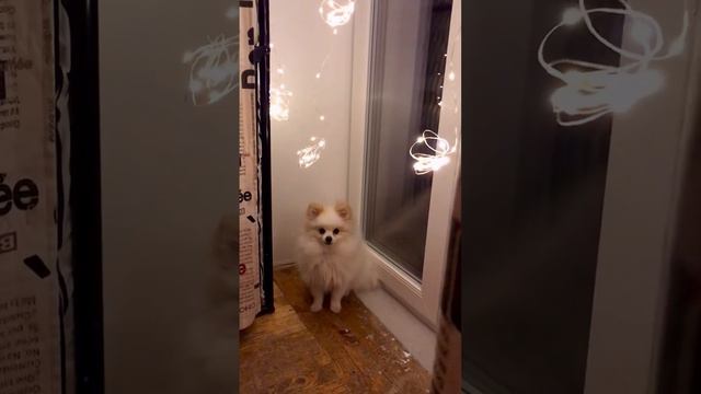 А ты поставишь лайк? #щенок #белыйшпиц #пушистыйдруг #собака #шпиц #шпиц #бонди #шпиц_померанский