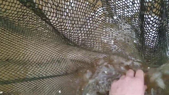 Наше море і плідники креветки ваннамей смотреть онлайн