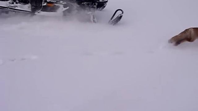 Лиса смотреть онлайн