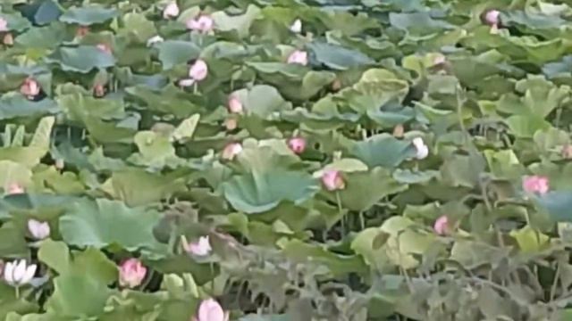 я на прогулке (увидел очень много лотосов) смотреть онлайн