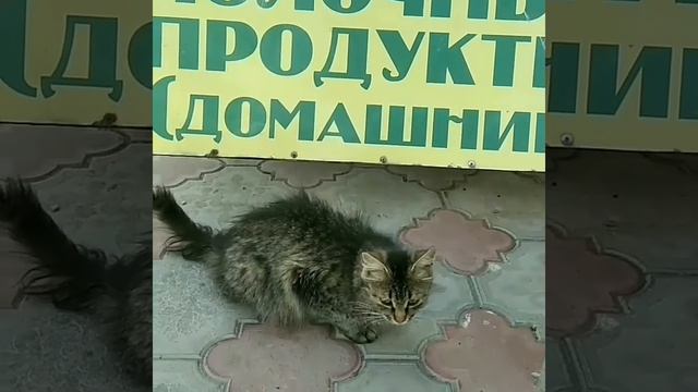 Вкусняшки есть__ ...... А если найду ))).mp4 смотреть онлайн