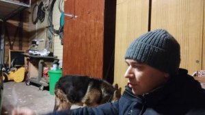 В первый раз ставлю укол собаке, взрослому кобелю немецкая овчарка