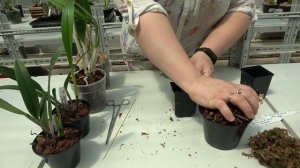 Каттлея во мху, как выращивать.