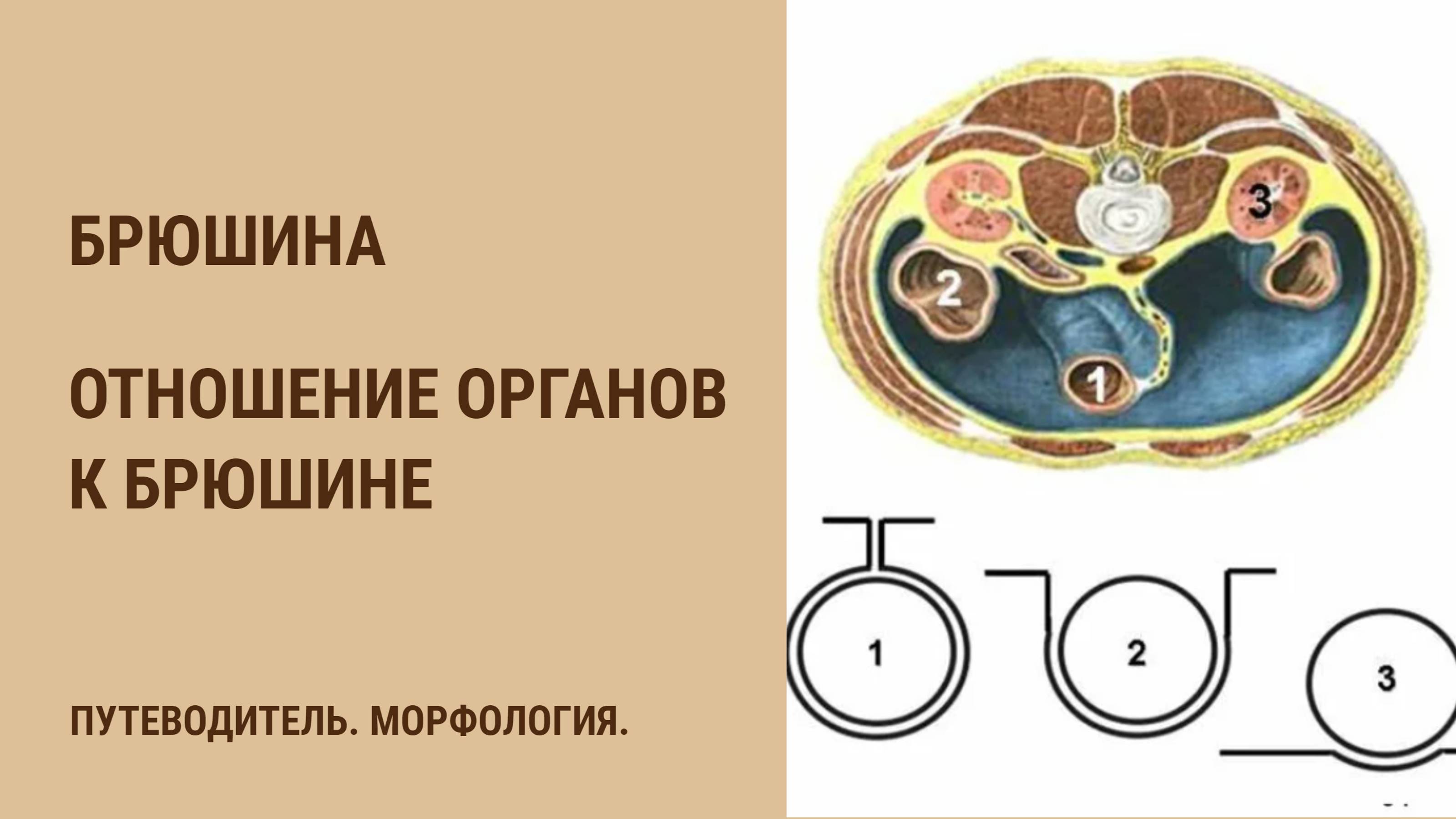 Брюшина. Отношение органов к брюшине смотреть онлайн