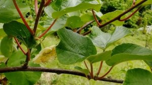 Киви. Как отличить женщину от мужчины