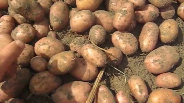 Обзор сортов картофеля Часть 2 Солоха,Щедрик,Ротэ эмели,Аризона,Эволюшн,Ред Скарлет,Гринада смотреть онлайн