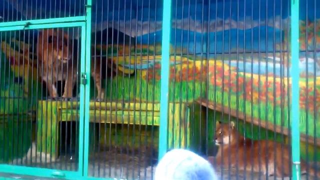 Лигр и Лилигр в Томске, большие кошки забавляются))) смотреть онлайн