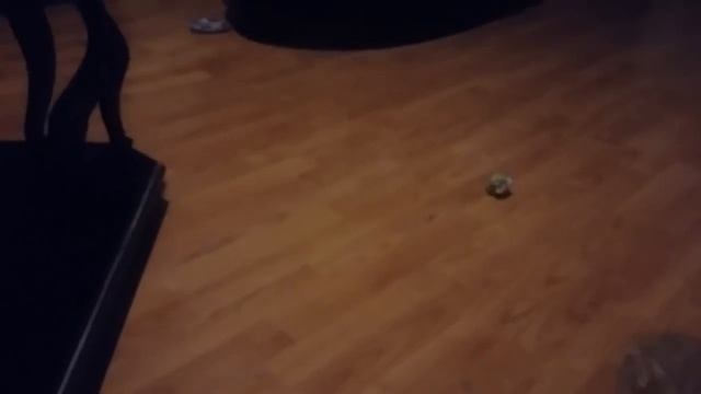 Ginger Kittens Meet A Foster Kitty.Рыжие котята знакомятся с Тутси.