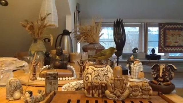 Зарисовки жизни домашнего кенаря Совелия. смотреть онлайн