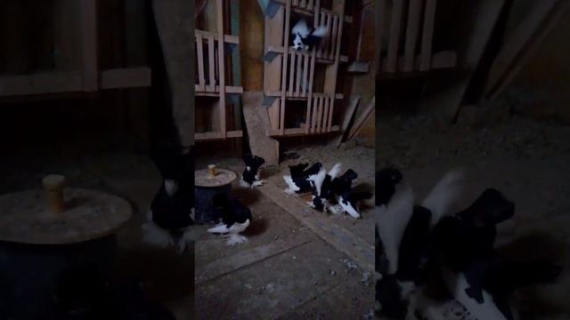 Голуби черные белокрылые .. 27 января 2023 г.