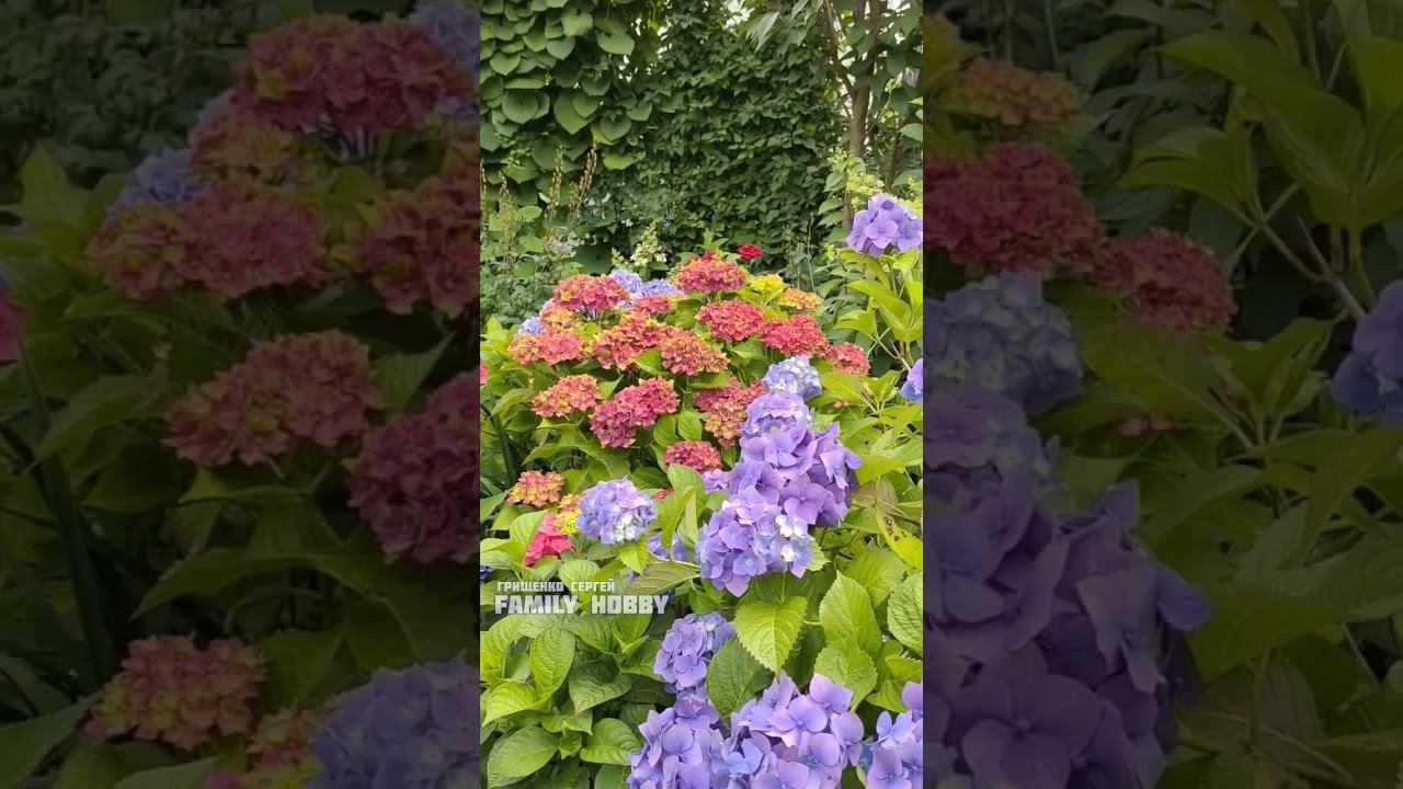 19 июля в нашем саду Гортензия крупнолистная Рембрант Россо Глори ( розовая)#гортензия# смотреть онлайн