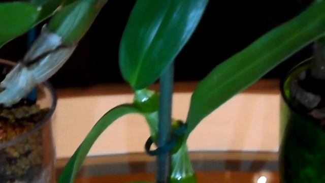 Пересадка в ZeoFlora Заключение. Дендрофаленопсис и Дендробиум Нобиле. смотреть онлайн