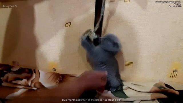 Двухмесячный котёнок Вислоухий шотландец. Скоттиш Фолд смотреть онлайн
