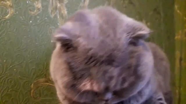 Кошка грустит за котом смотреть онлайн