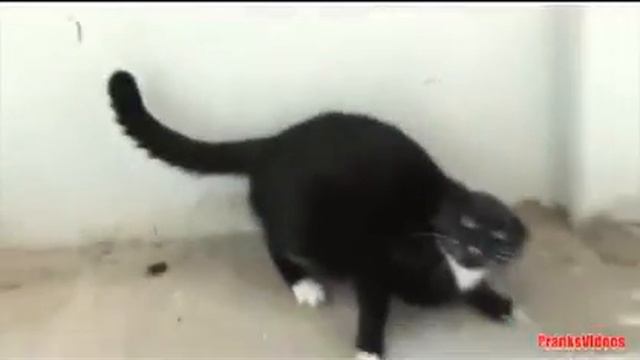 КОШКИ ПРОКАЗНИКИ! смотреть онлайн