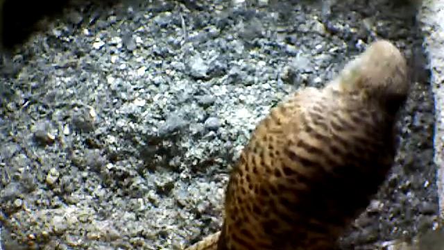 From Internet Camera(Turmfalken[03:1A:A5])2014/07/02,11:32:51_D смотреть онлайн