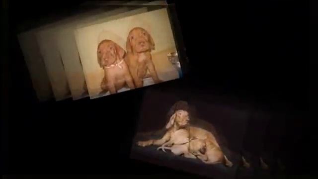 Собаки породы Венгерская выжла! смотреть онлайн
