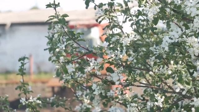 Пашем огород на тракторе т-25. Фреза для трактора смотреть онлайн