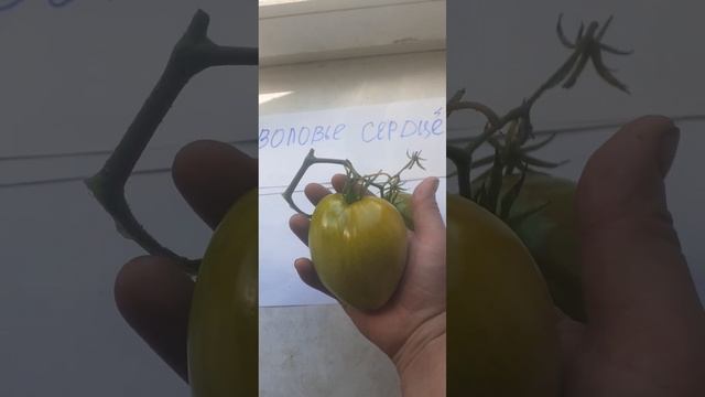 #shorts, #короткиевидео,Томат Воловье сердце. смотреть онлайн