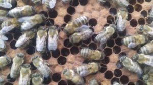 БЕДА НА ПАСЕКЕ!!! Что делать с прошлогодним медом в рамках???