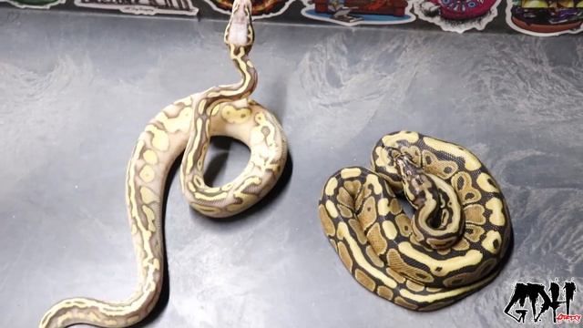 What Ball Python Should I Buy? The Question We All Hate. Heres Your Answer! смотреть онлайн