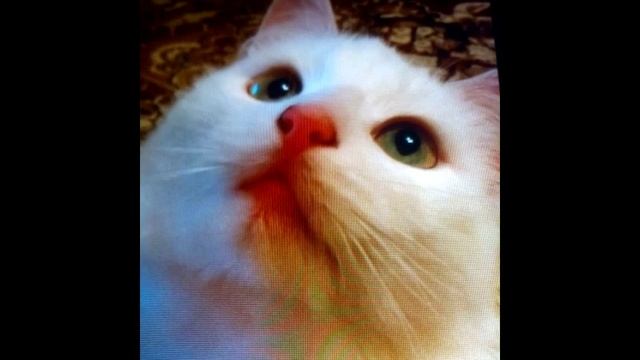 Губки бантиком)￣ω￣ смотреть онлайн