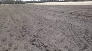 Саженцы ремонтантной малины "Полана".