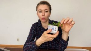 Как заставить АЛИССУМ ЦВЕСТИ ПЫШНОЙ ШАПКОЙ. Уход за рассадой алиссума