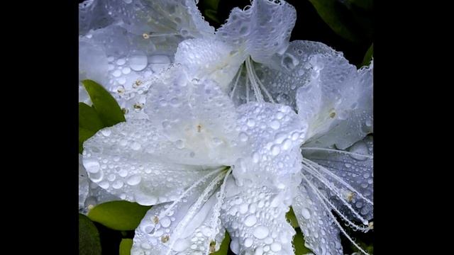 ОКОНЧАТЕЛЬНЫЙ ВЫБОР 2021 Отец Абсолют приняла Марта МД смотреть онлайн