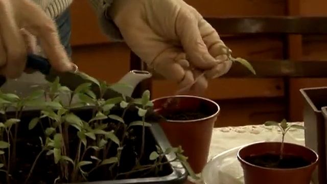 Наша дача Урок №3 пикировка рассады смотреть онлайн